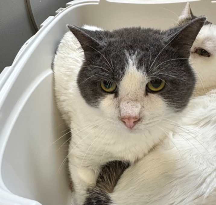 Photo of Pixies