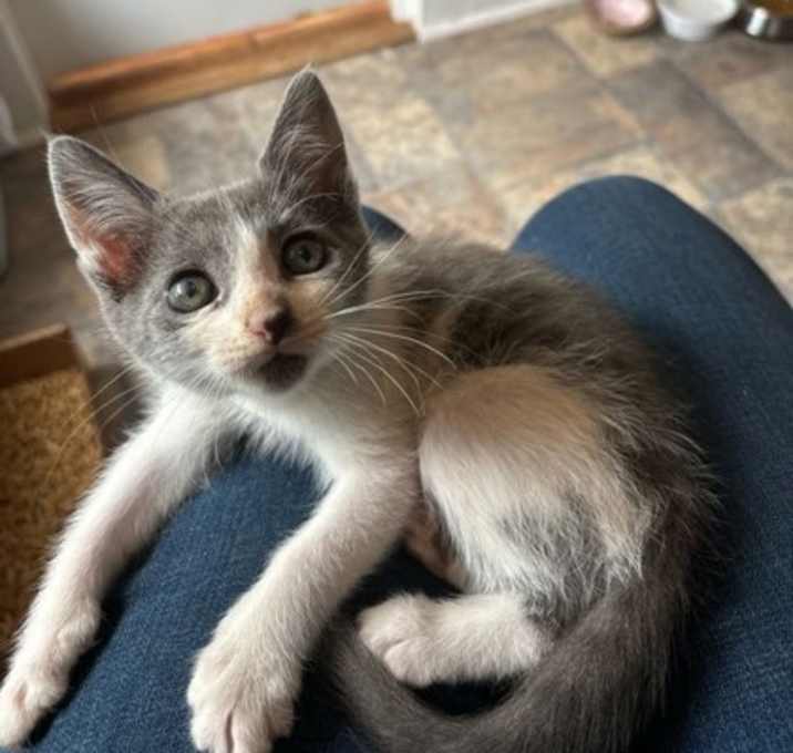 Photo of Jinx 25-C0139