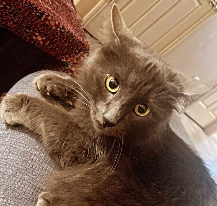 Photo of Zucchini