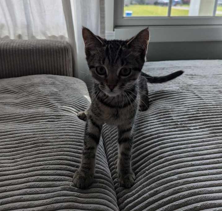 Photo of Fig