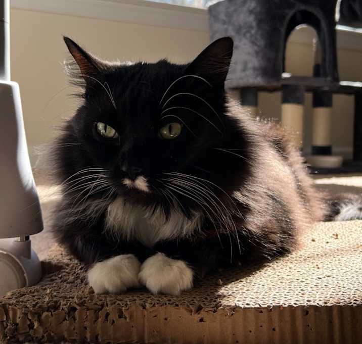 Photo of Luna
