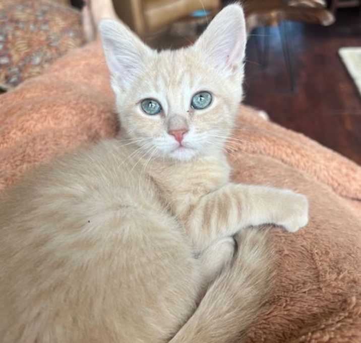 Photo of Vanilla Bean - tiny, toy-loving tabby