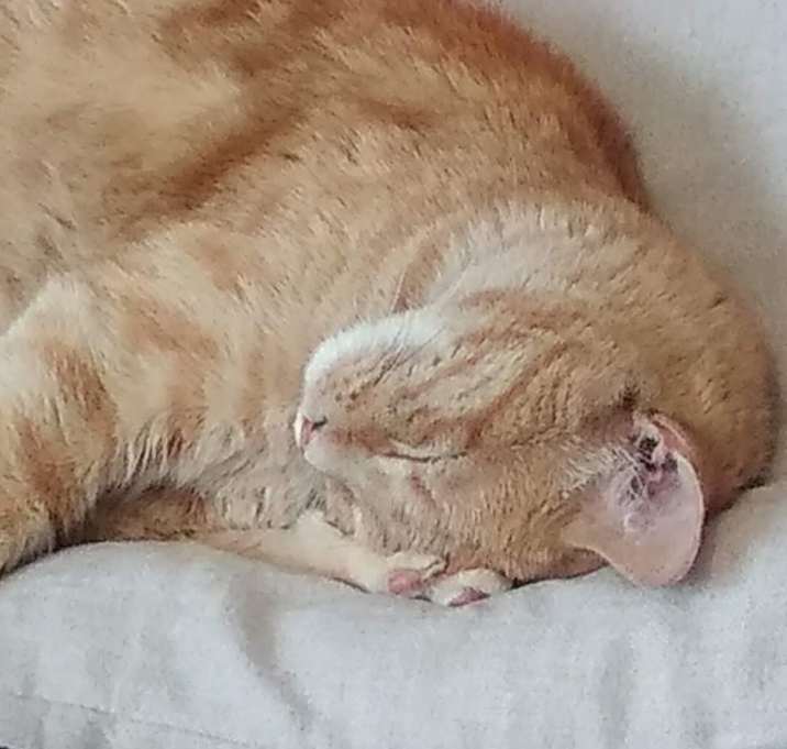 Photo of Lovey
