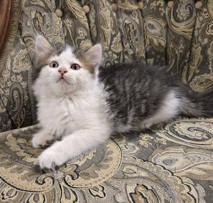 Photo of Melody