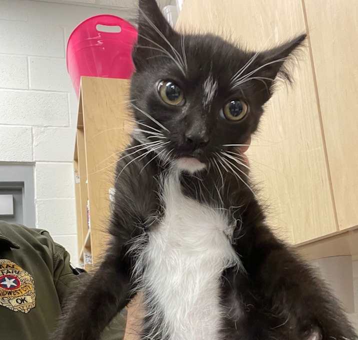 Photo of ROCKY