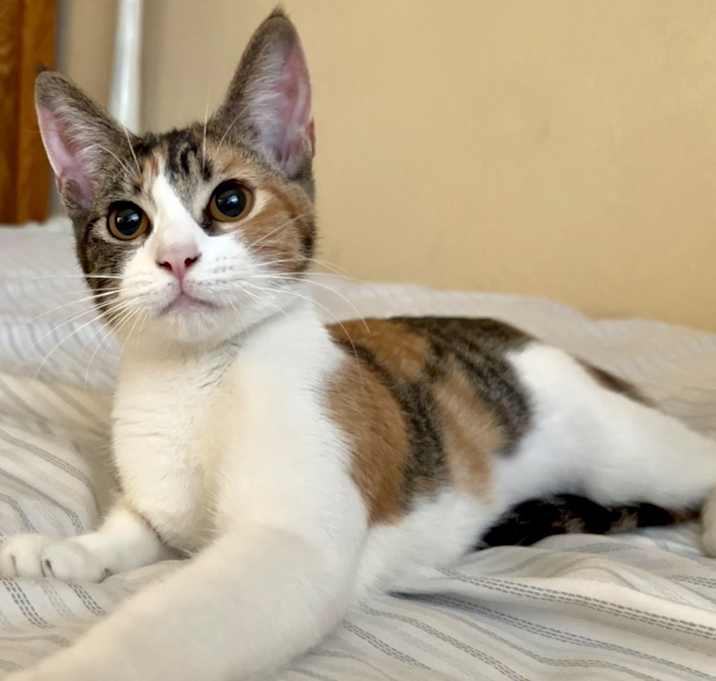 Photo of Honey