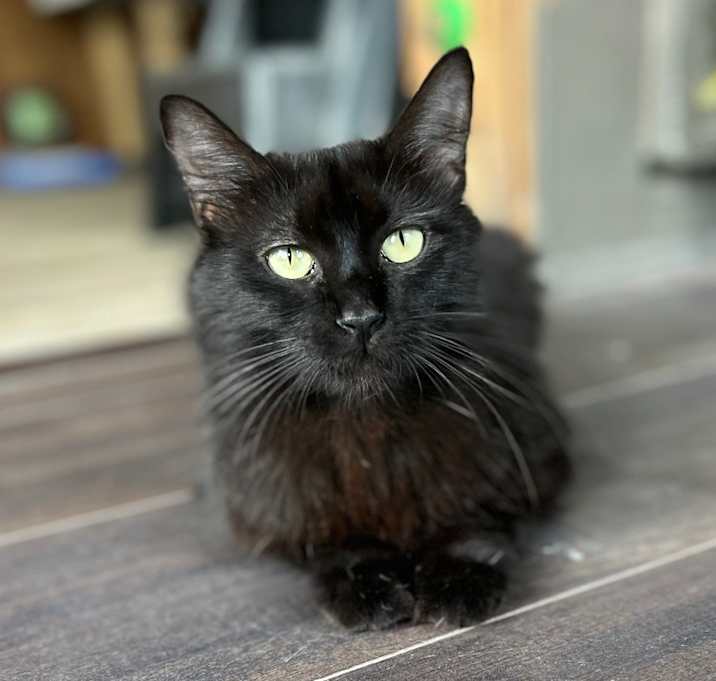 Photo of Diamond 