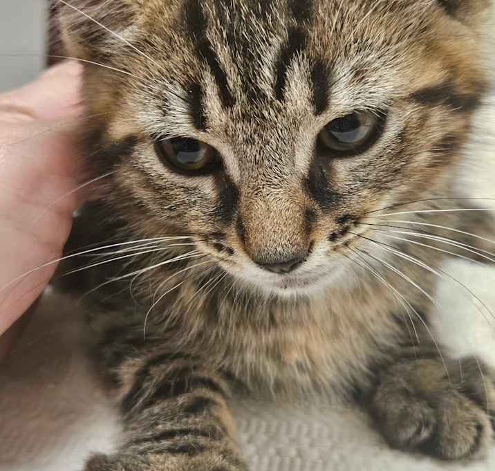 Photo of Berlioz
