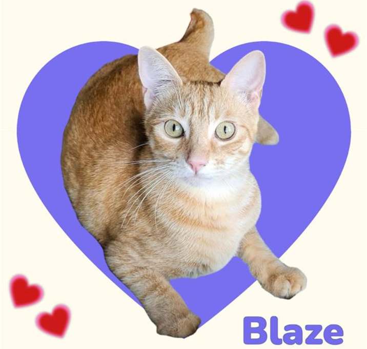 Photo of *BLAZE
