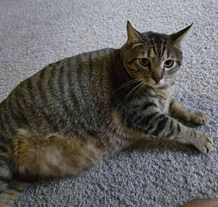 Photo of Tiger
