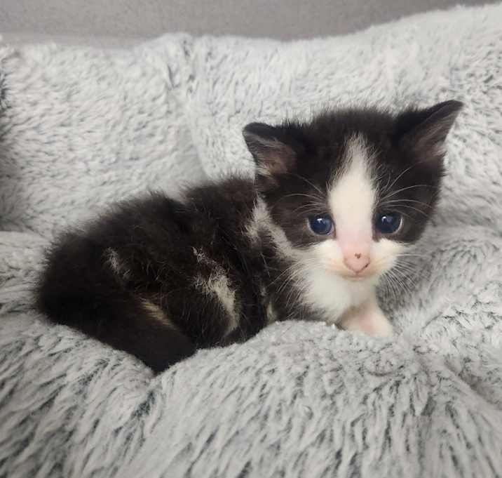 Photo of Cadet Whiskers