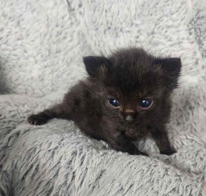 Photo of Cadet Blackbean