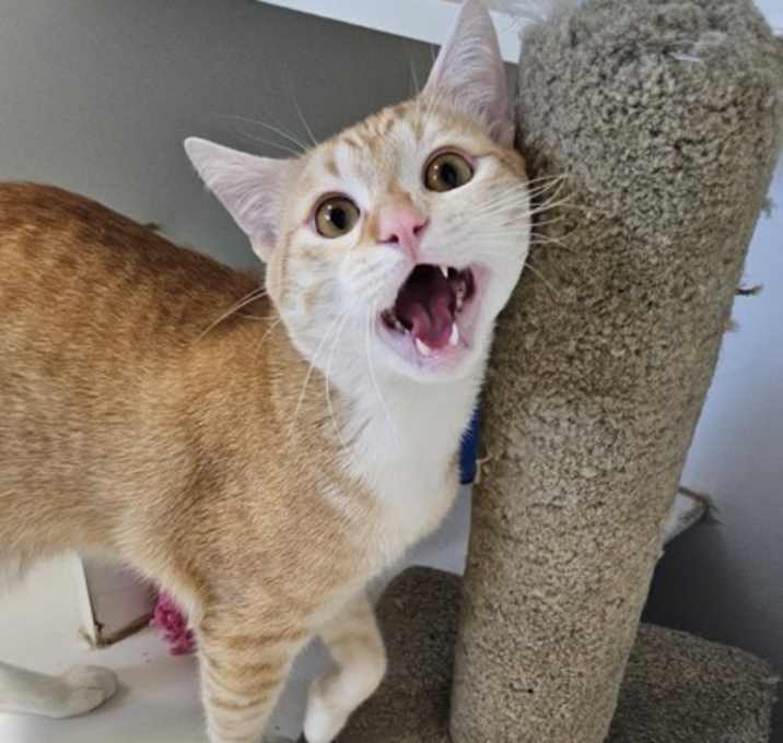 Photo of Milo