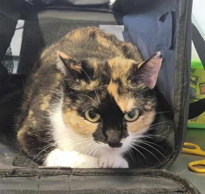 Photo of Zelda
