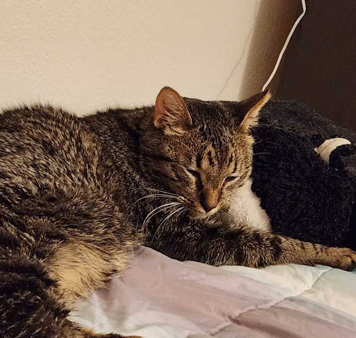 Photo of Nugget