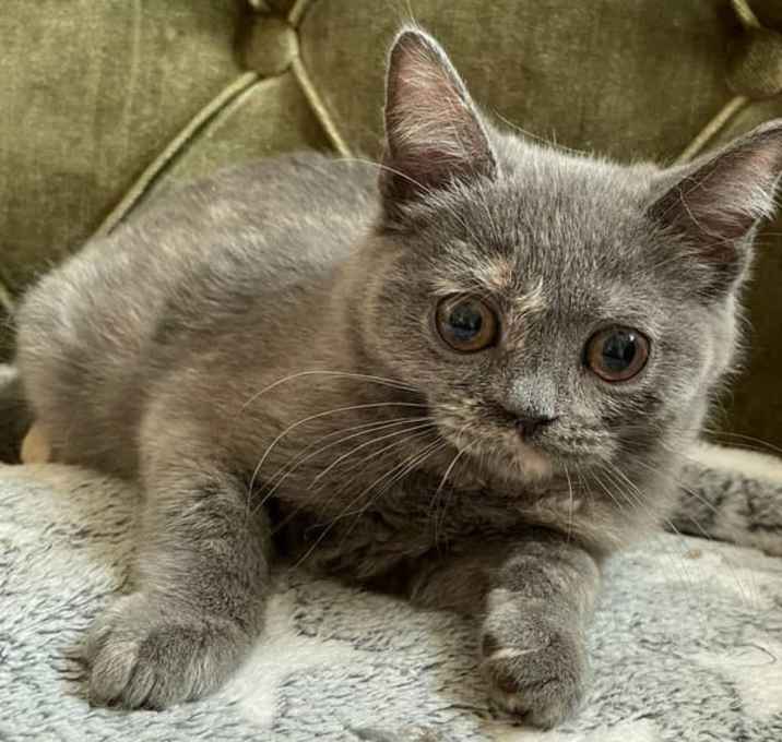 Photo of Amelia