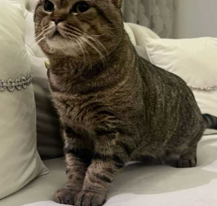 Photo of Mufasa