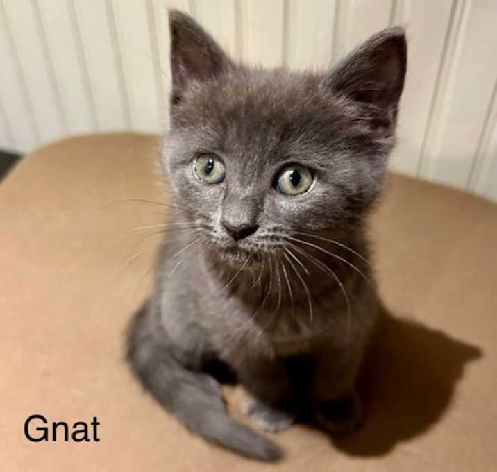 Photo of Gnat