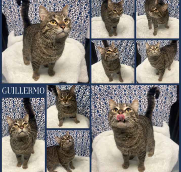 Photo of Guillermo