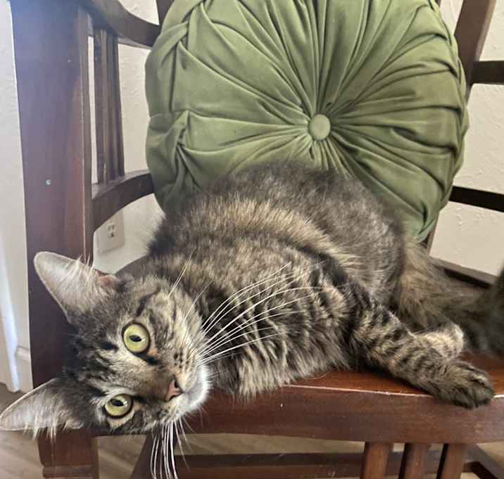 Photo of primrose