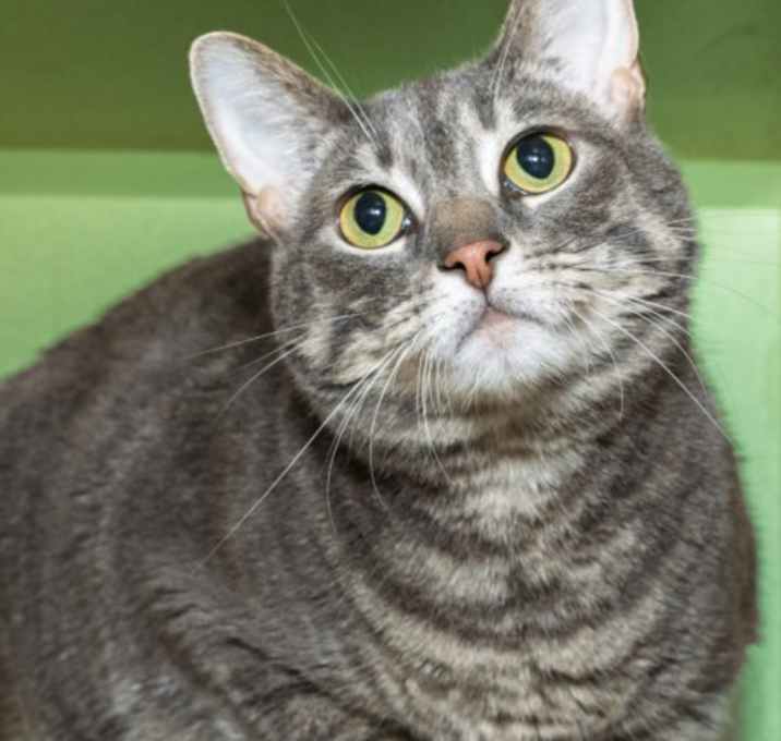 Photo of MEOW MEOW