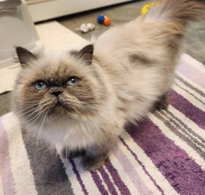 Photo of Persephone