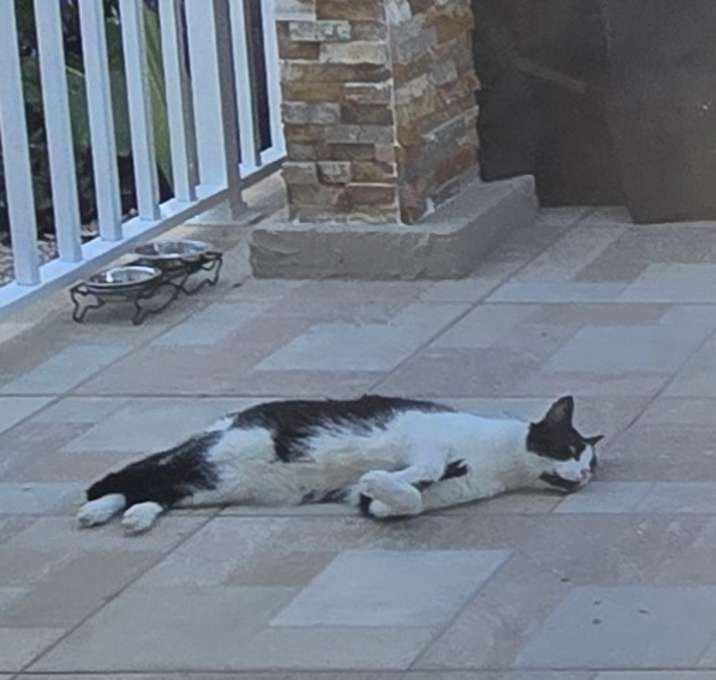 Photo of Milo