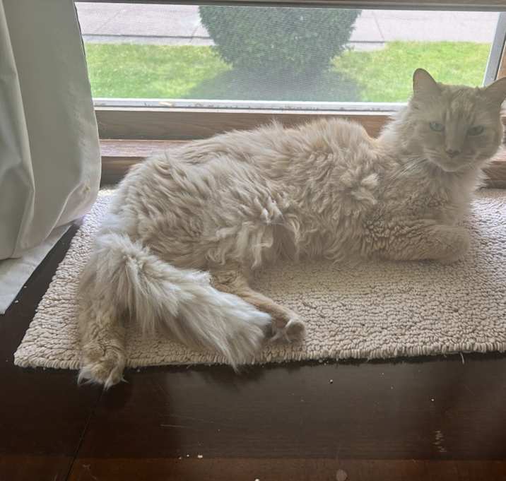 Photo of Peanut