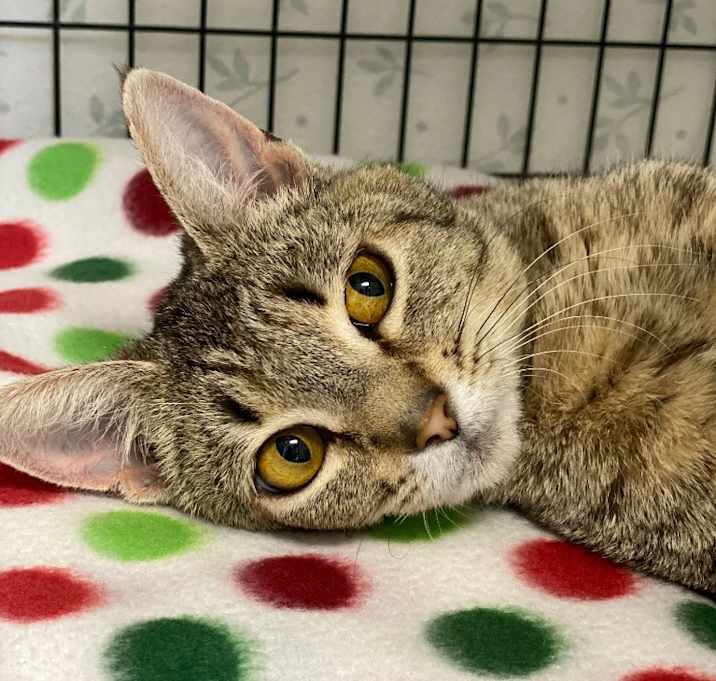 Photo of Phoenix