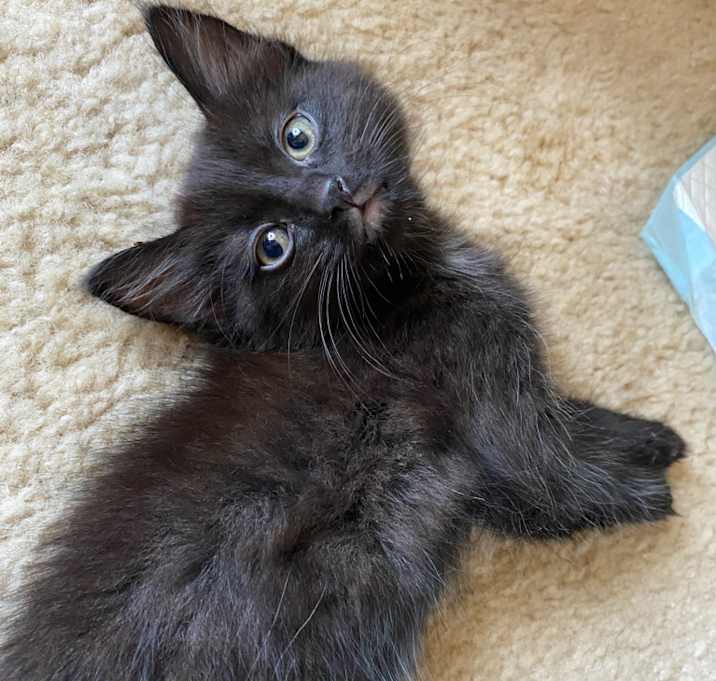 Photo of Kitten