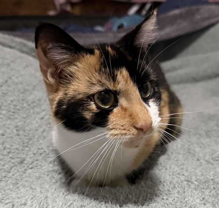 Photo of Moxi