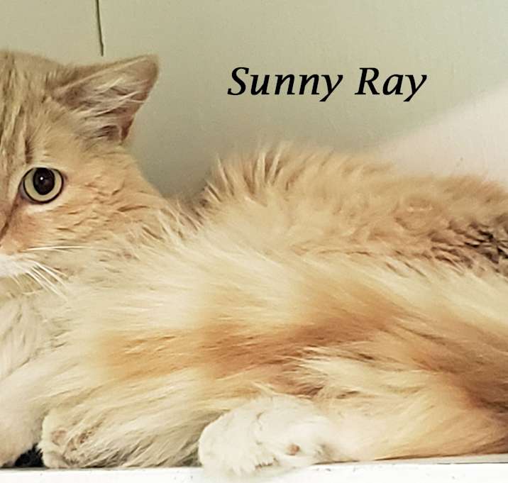 Photo of SUNNY RAY