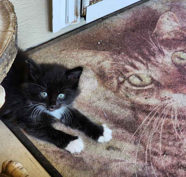 Photo of Socks