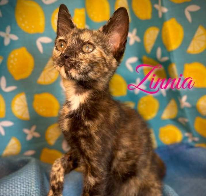Photo of Zinnia