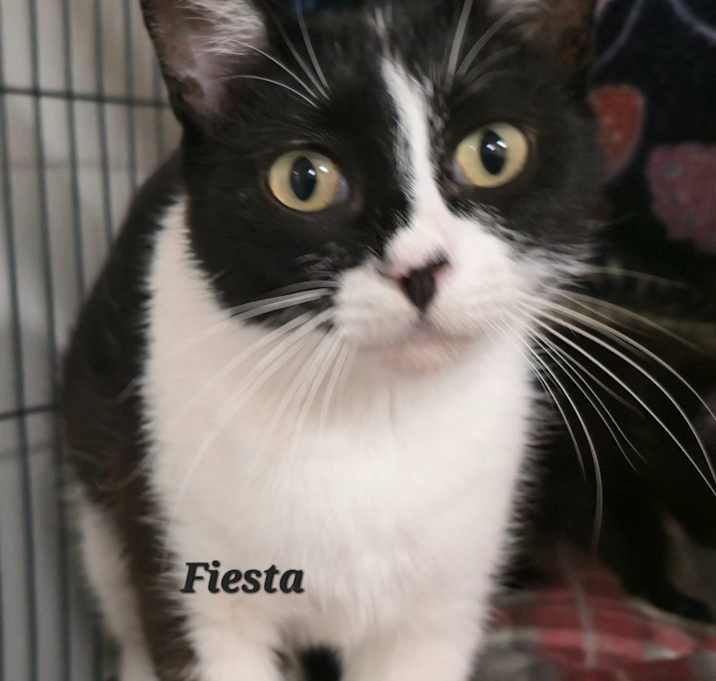 Photo of Fiesta