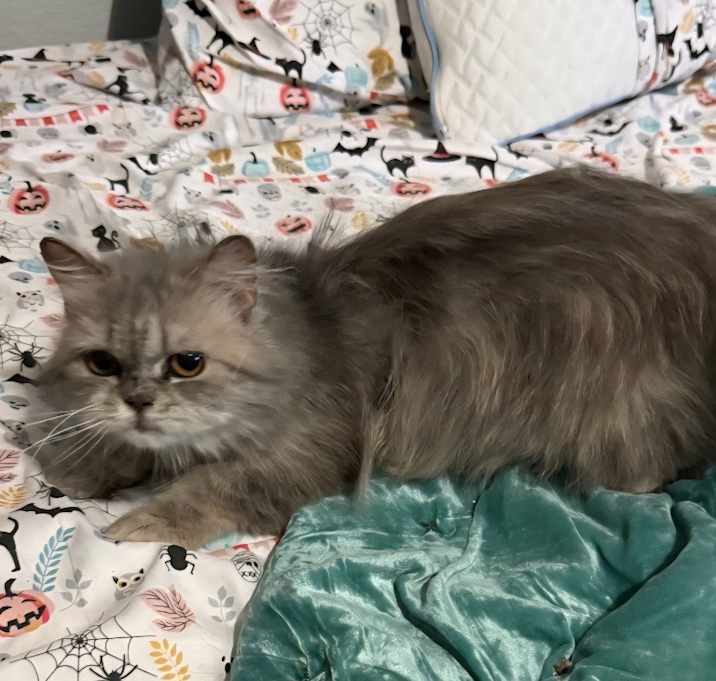 Photo of Bella