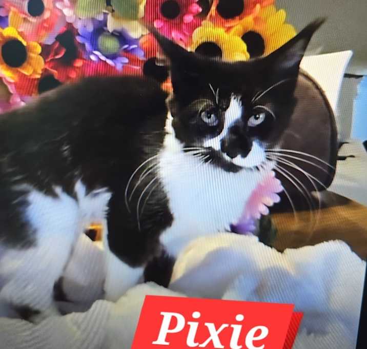 Photo of Pixie