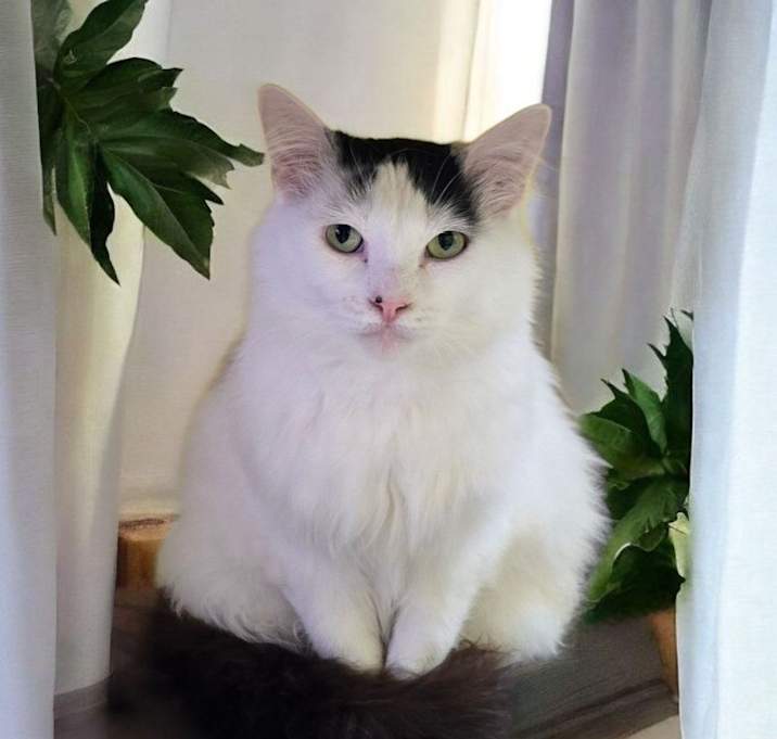 Photo of Cassidy