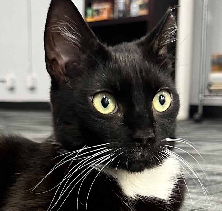 Photo of Tux