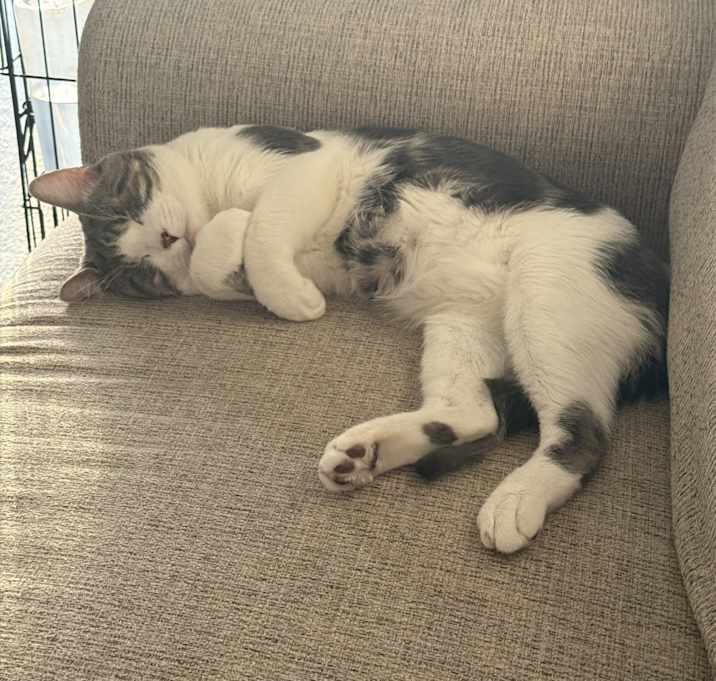 Photo of Momo