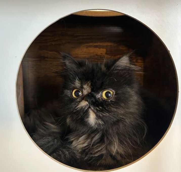 Photo of Pazu