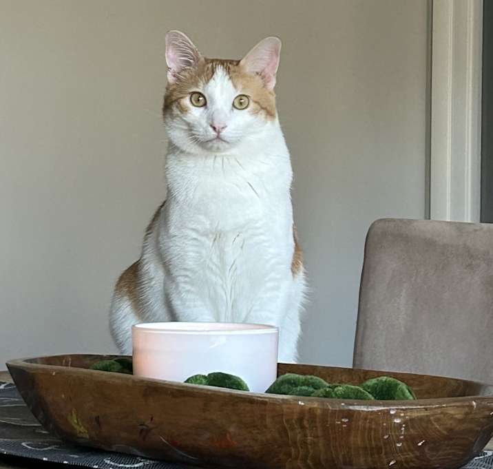Photo of Buddha