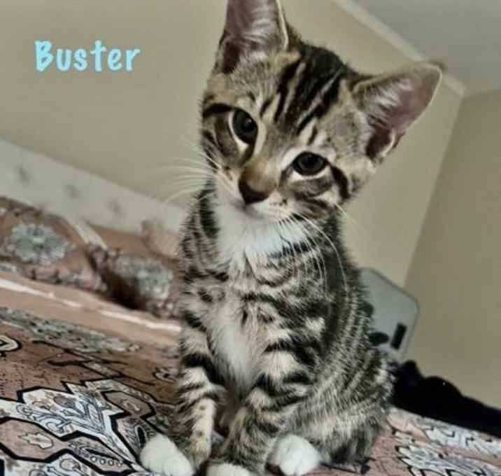 Photo of Buster