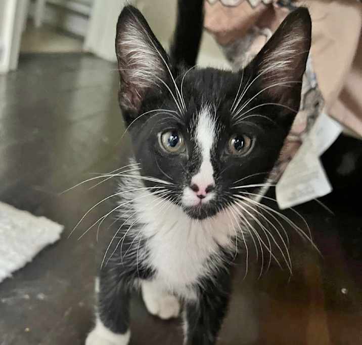 Photo of Loko