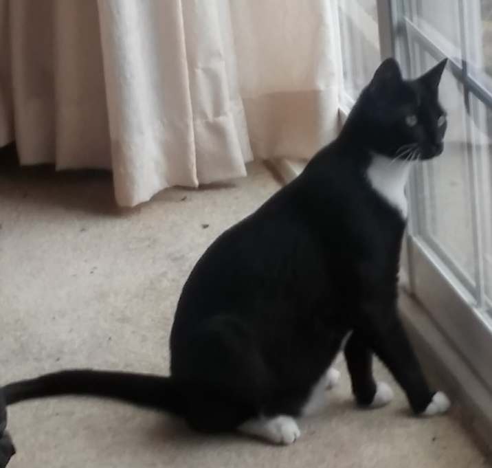 Photo of Felix