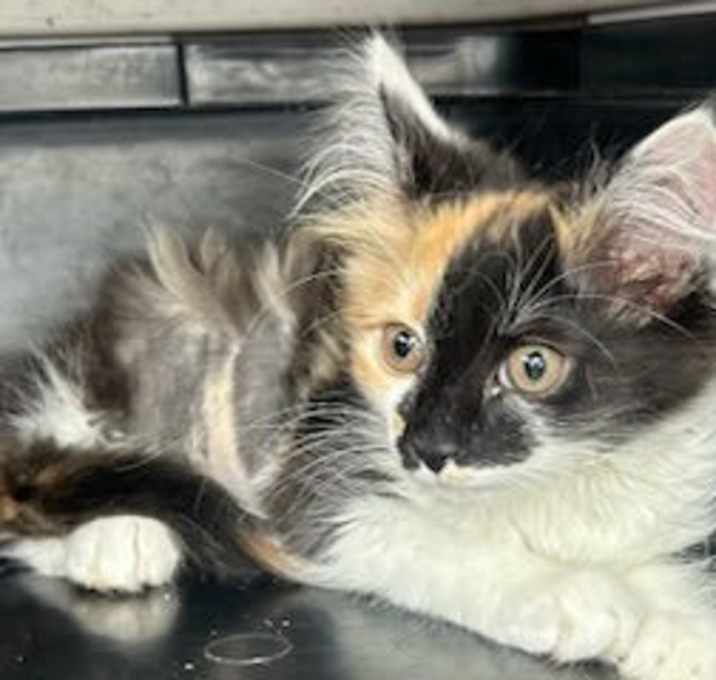 Photo of KITTEN PANDORA