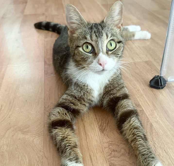 Photo of Kora