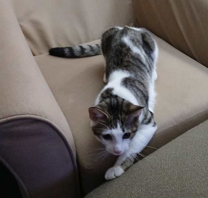 Photo of Potato