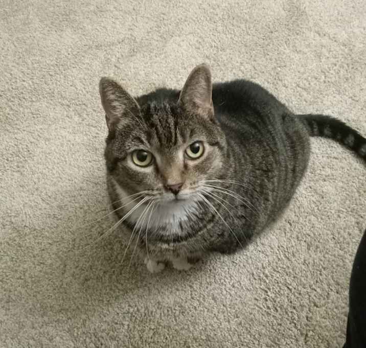 Photo of Misty
