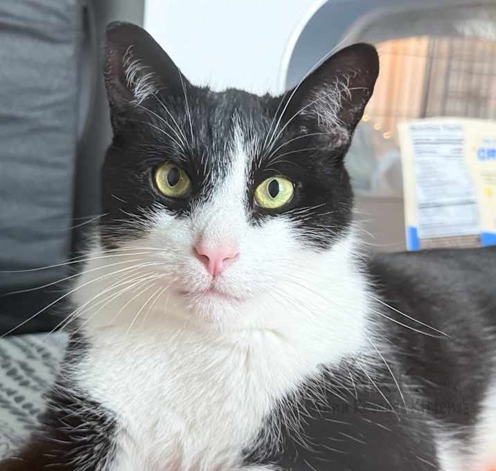 Photo of Buddy